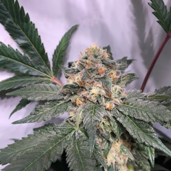 Biscotti Seeds | Feminized, Photoperiod