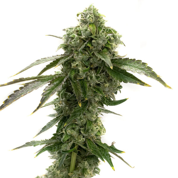 Blue Dream Seeds – Feminized Autoflower