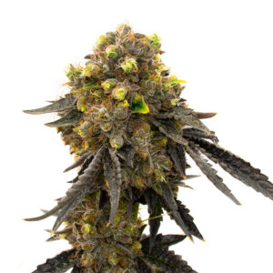 Bruce Banner Seeds – Feminized Photoperiod – Fast Version