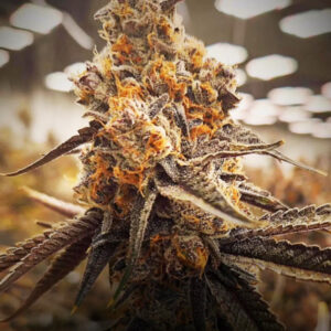 Cadillac Rainbow Clones – Mitten Master Cut