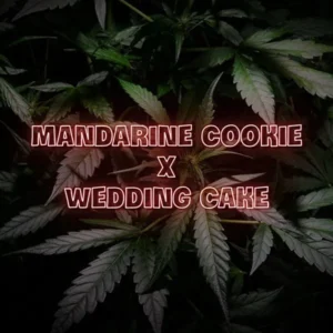 Mandarin Cookies x Wedding Cake Feminized Seeds | 10 Pack